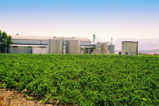  葡萄园和工厂景观 